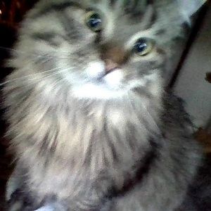 Meet your Posher, Kira